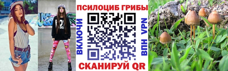 Галлюциногенные грибы Psilocybe  Козельск 